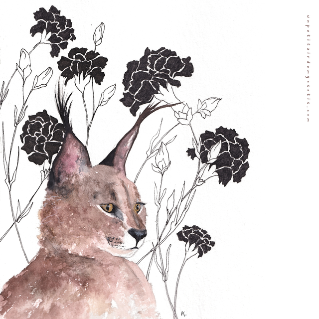 Carte postale Caracal et Oeillets noirs