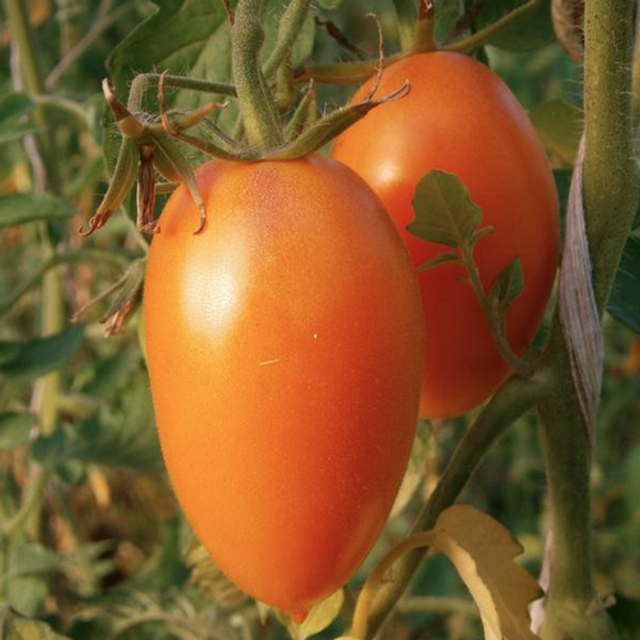 Tomate Orange Banana