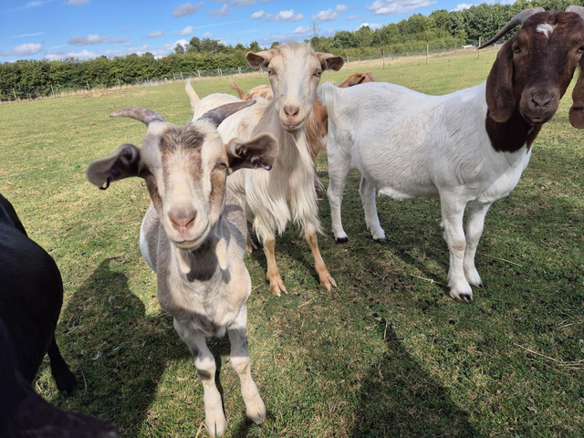 Donate To The Farm - Animal Care