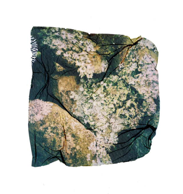 Polaroid Emulsion Lift Lichen growing on rocks - 12x12 inches