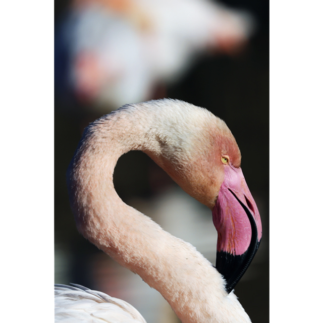 Au repos - ref: 3664