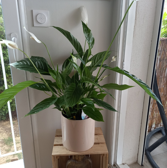 Spathiphyllum cupido compacto