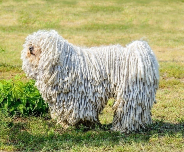 150 x 150 mm square. 20 cards for £35.99 including envelopes. POST FREE G.B. mainland. 