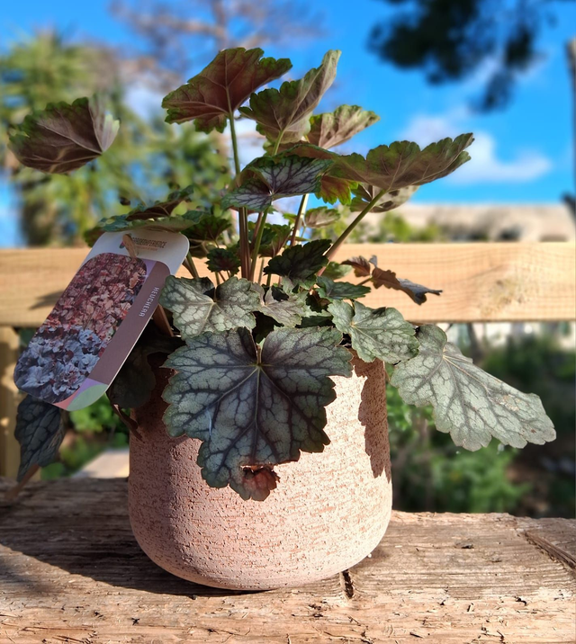 L14 . Heuchera americana 'Marvelous Marble' in "Vaso Creta"