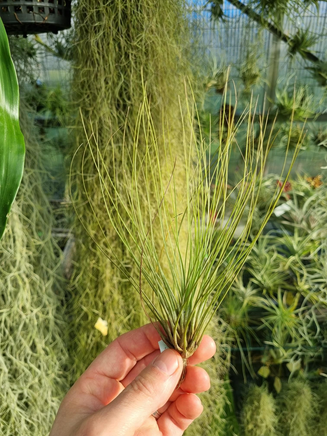 Tillandsia juncea small