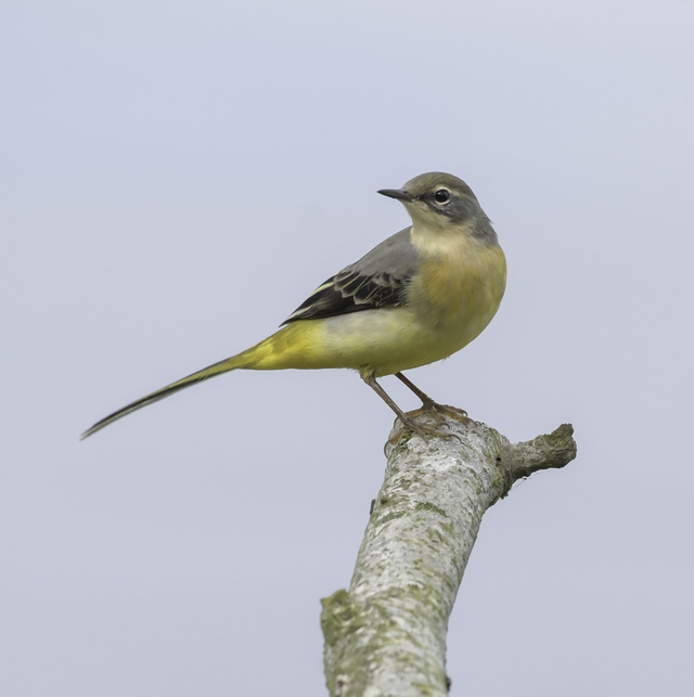 20 x 20cm Grey Wagtail