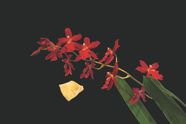 New Beginnings Essence