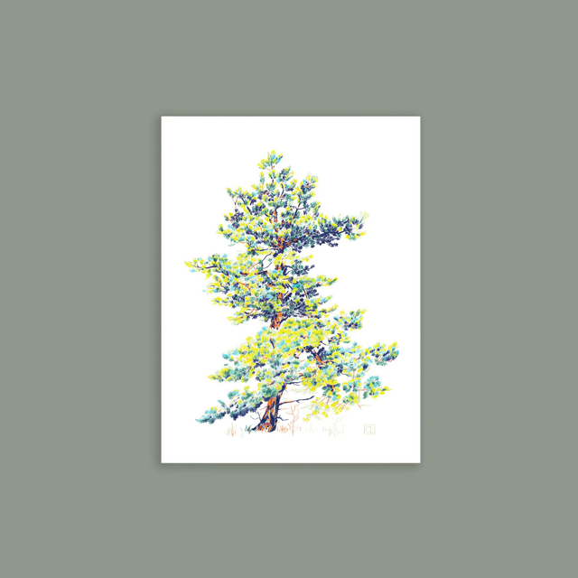 Carte postale - Pin Sylvestre II