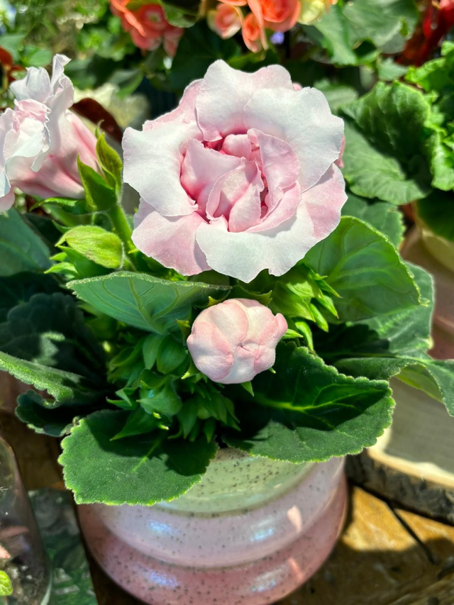 Gloxinia bianca sfumata rosa