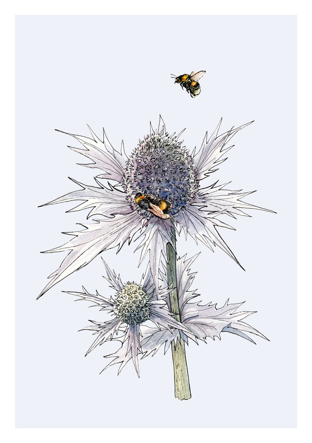 Sea Holly and Bumblebee Print - After an original ink and watercolour illustration