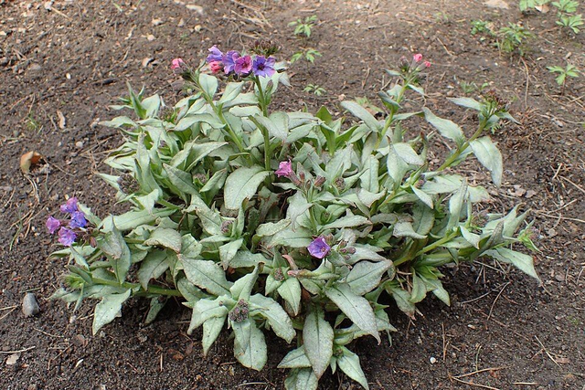 Pulmonaria lon. 'Diana Clare' P9