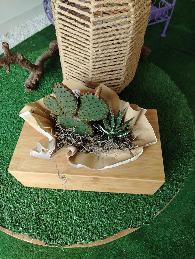 Compo grasse in contenitore legno