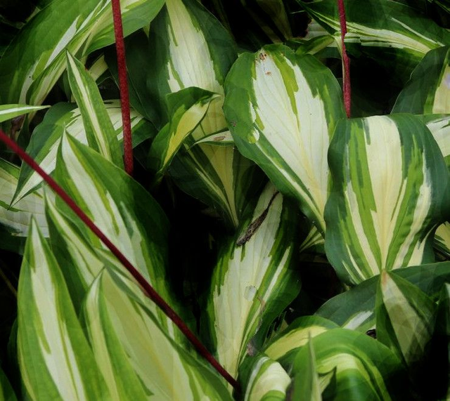  Hosta 'Cherry Berry' 