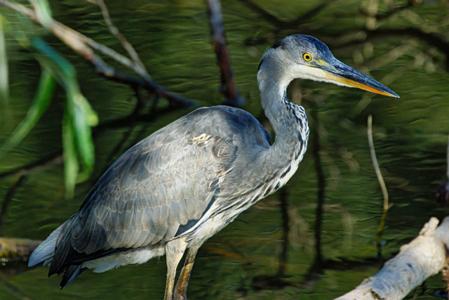 Héron sous les arbres