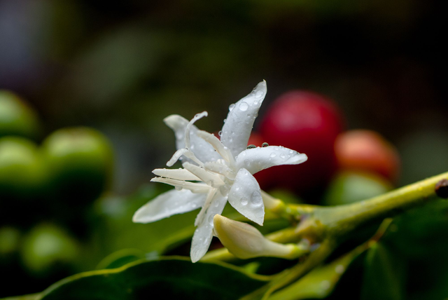 Ethiopia Walichu Wachu Guji Heirloom washed
