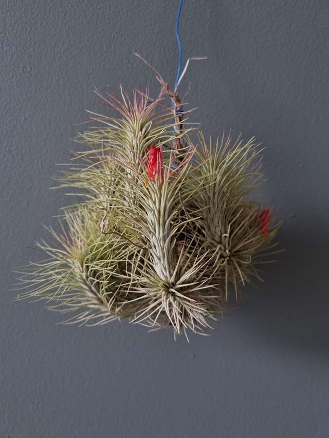 Tillandsia funckiana touffe