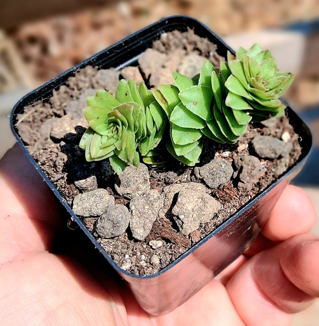D51 . Crassula Socialis
