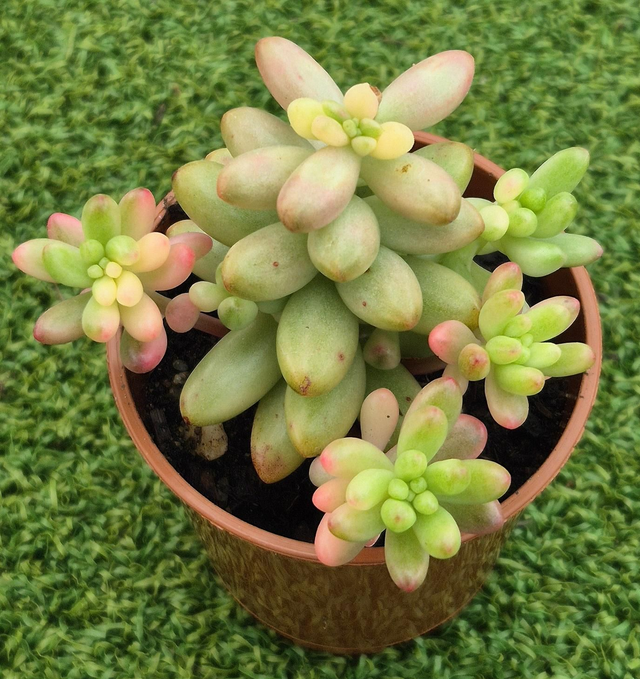 Sedum rubrotinctum 'Variegata'