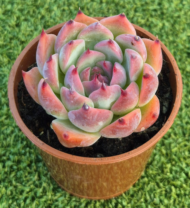 Echeveria colorata - Strawberry Dip