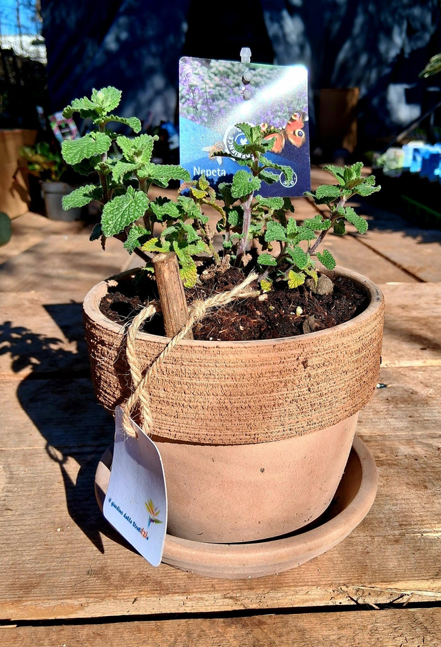 L19 . Nepeta faassenii in "