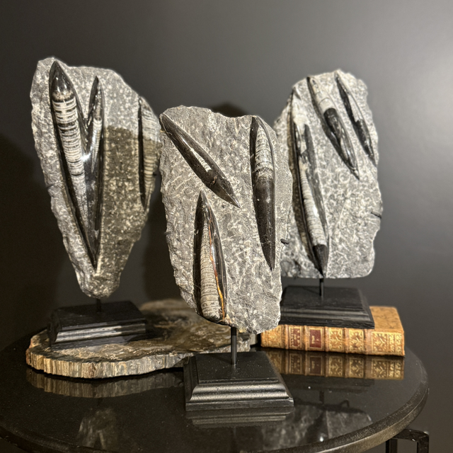 Orthocéras sur socle 001