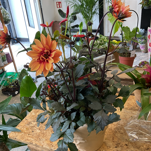 Dahlia orange 