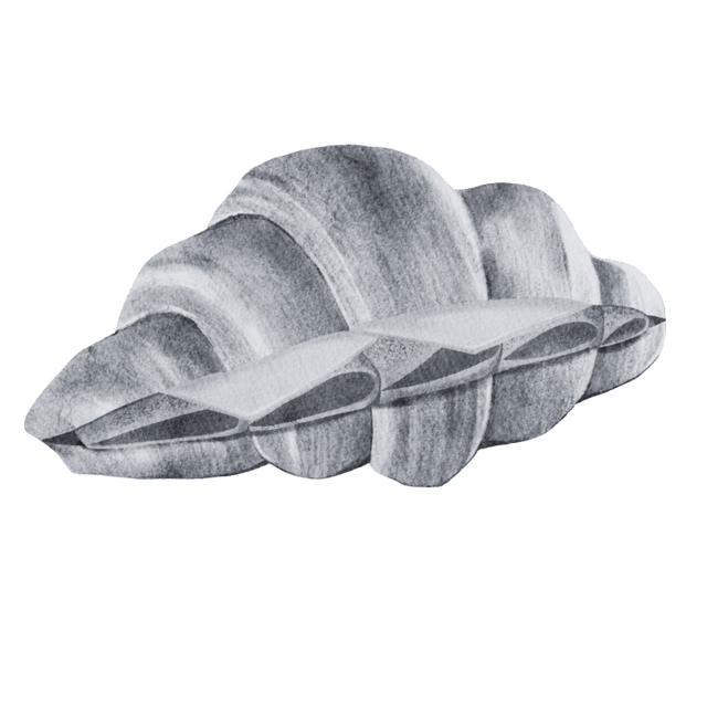 Ham &amp; Cheese Croissant