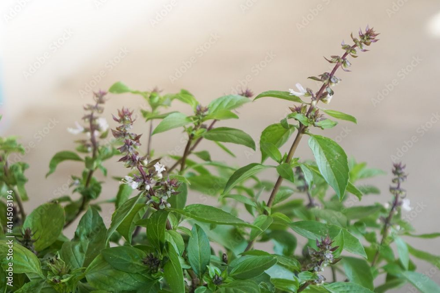 HE THYM a linalol bio