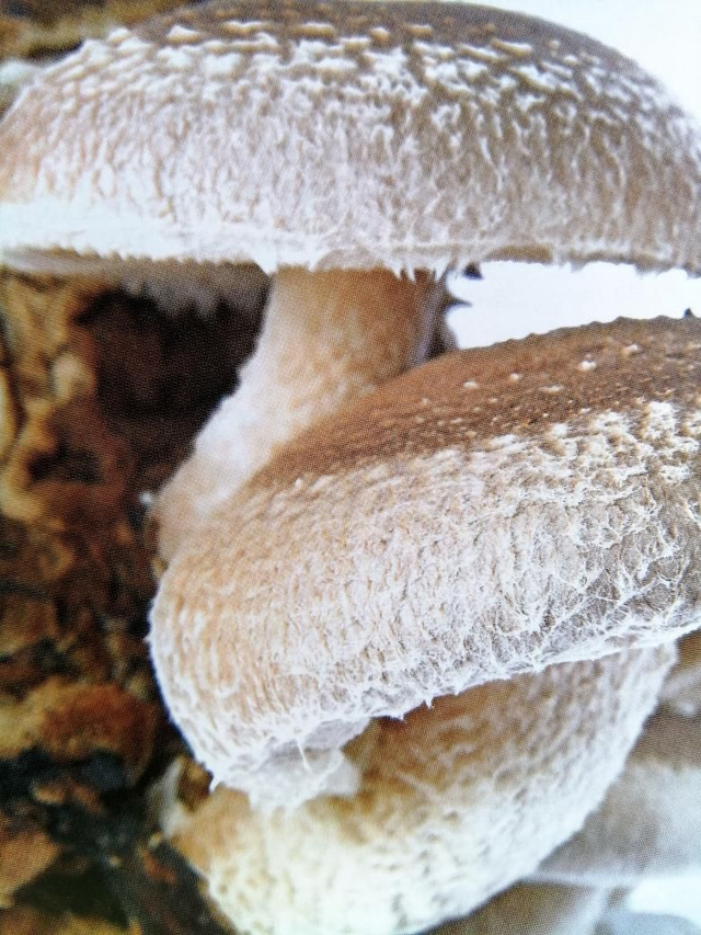 Lentinula edodes of Shiitak 60 Caps./ verpakking 