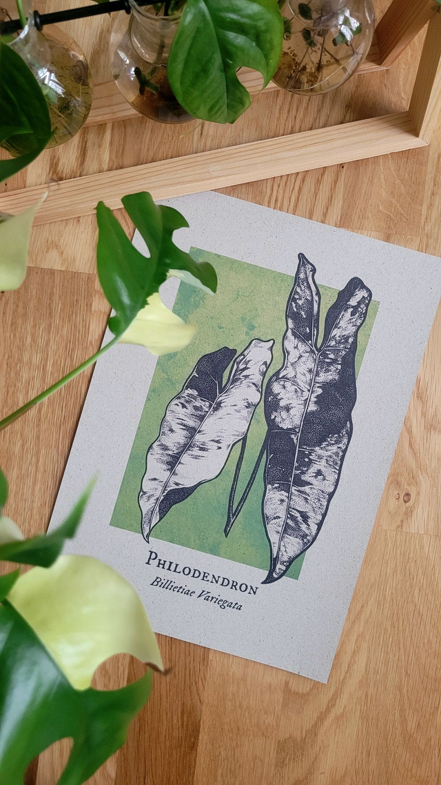 Billietiae Variegata