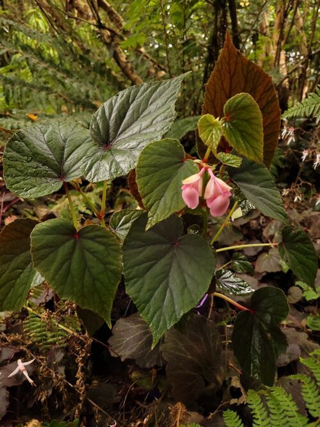 Begonia grandis subsp. evansiana