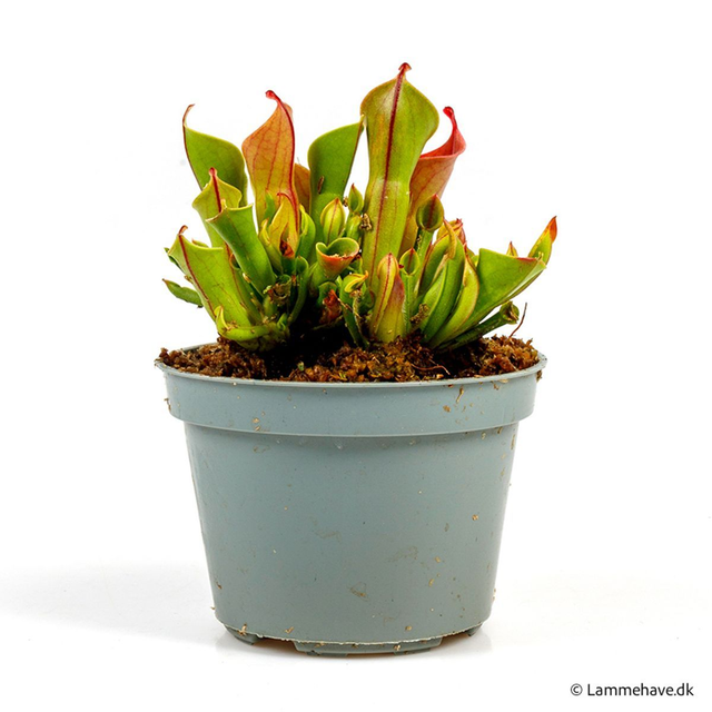 G02 . Heliamphora