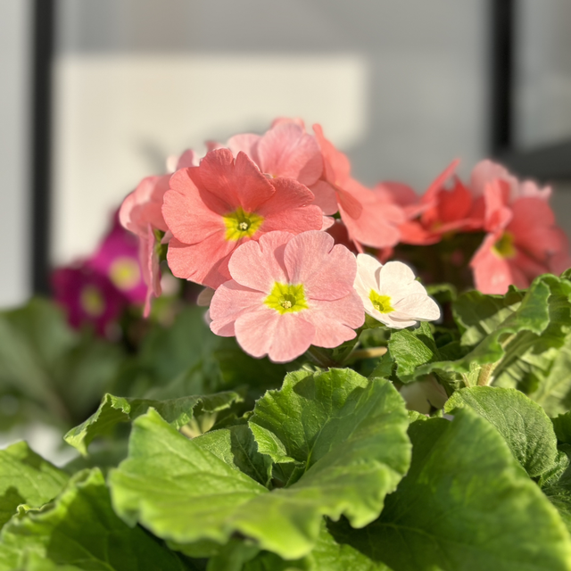 Primula obconica salmone