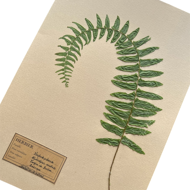 Herbier A4 vintage affiche botanique fougère Boston