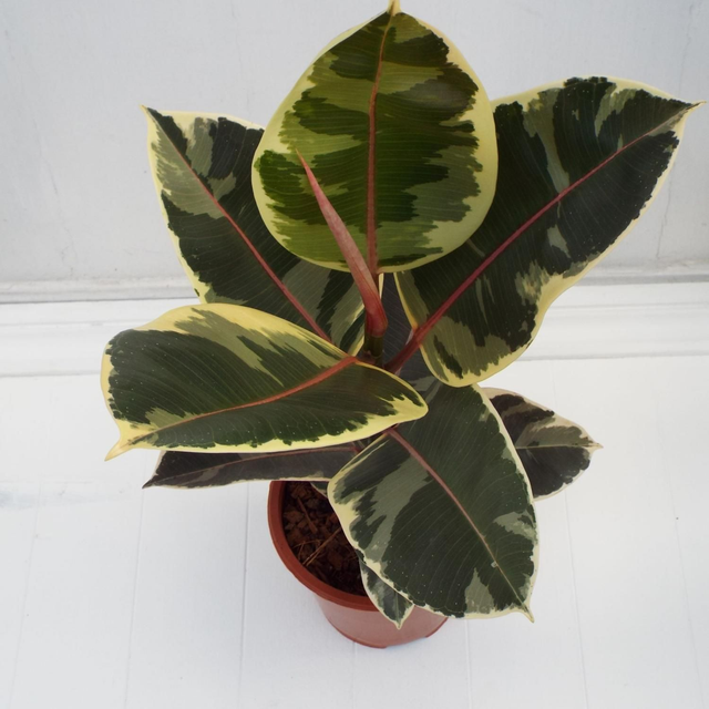 Ficus Elastica Tineke