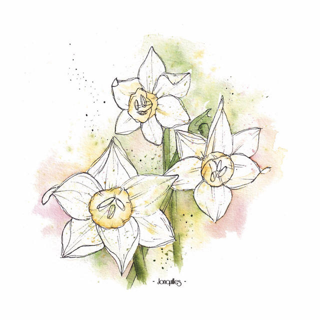 Jonquilles