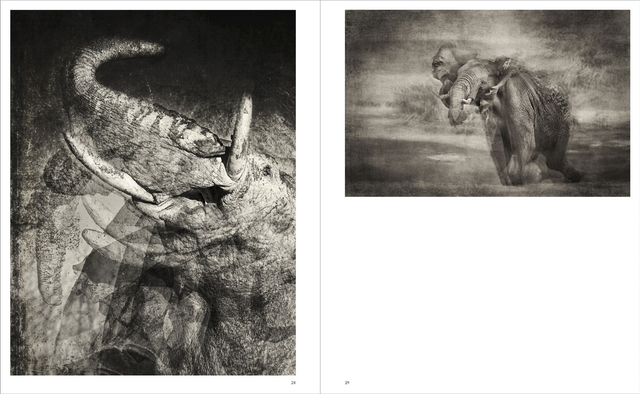 Dans l'ombre des éléphants