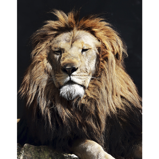 Sa Majesté (Couleur) - ref: 4501