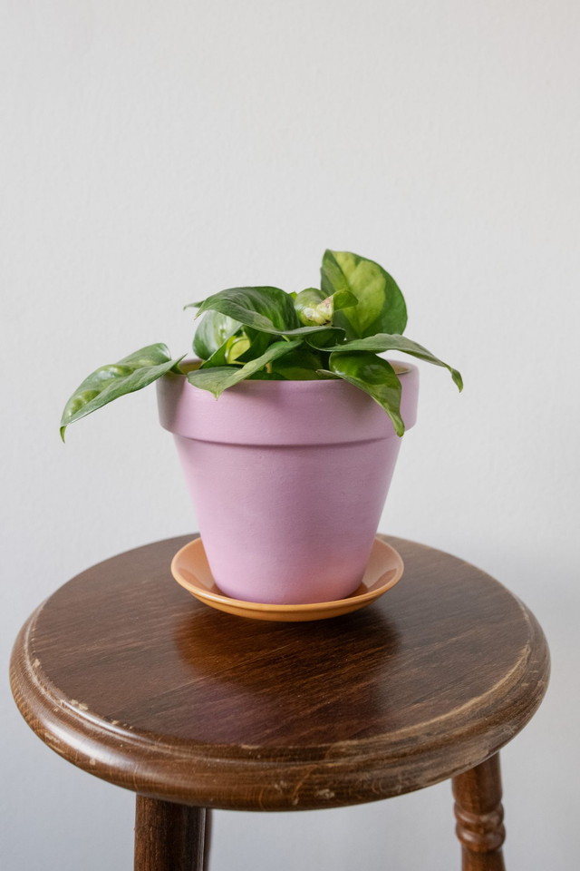 Pot handmade 'Bicolor Juicy' 🧩 Mix &amp; Match