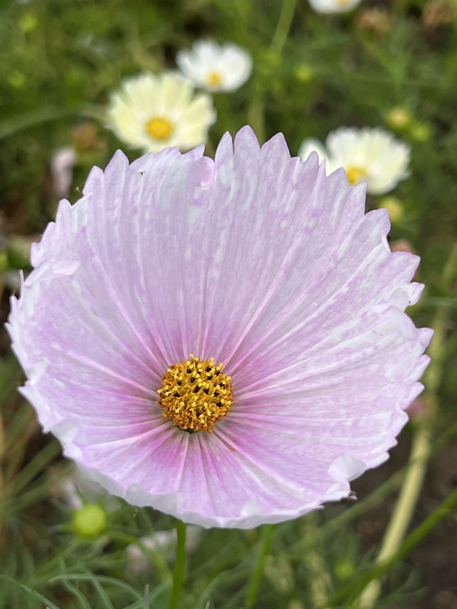 Cosmos Cupcakes Blush