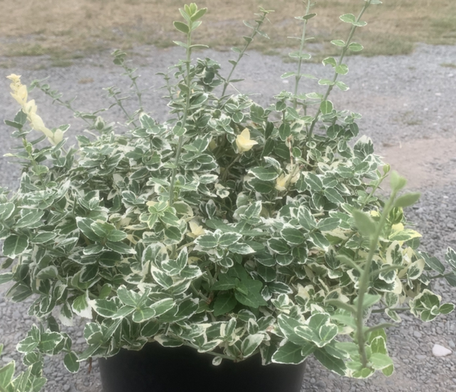 Euonymous Fortunei - Emerald Gaiety