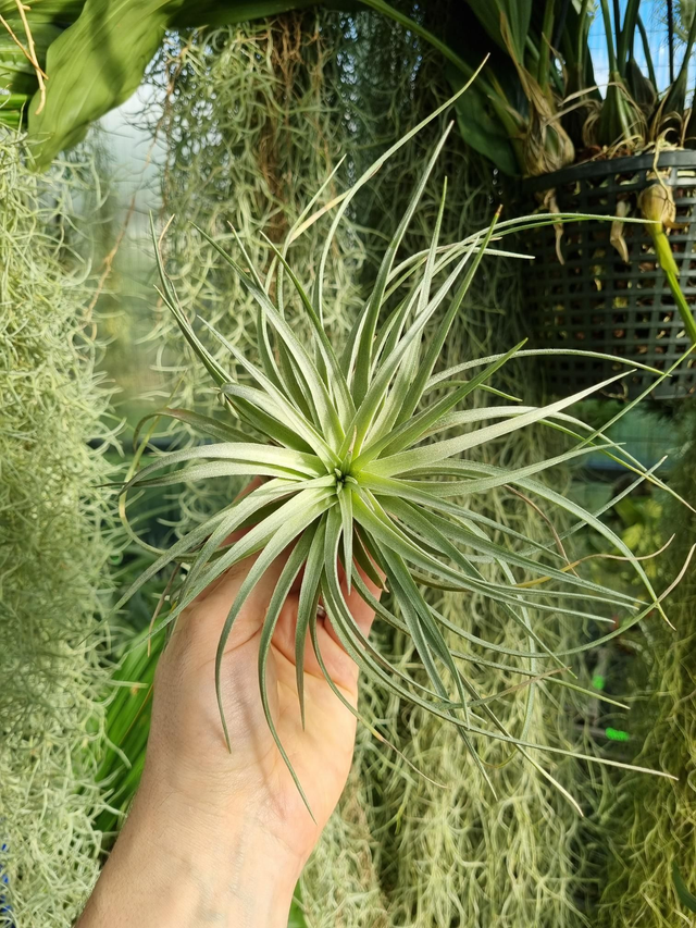 Tillandsia Houston Dark Red