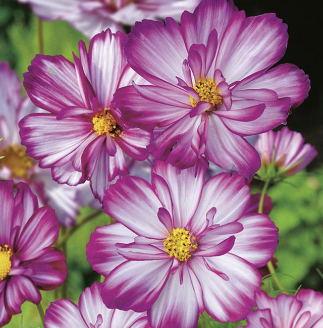 Cosmos Sweet Sixteen