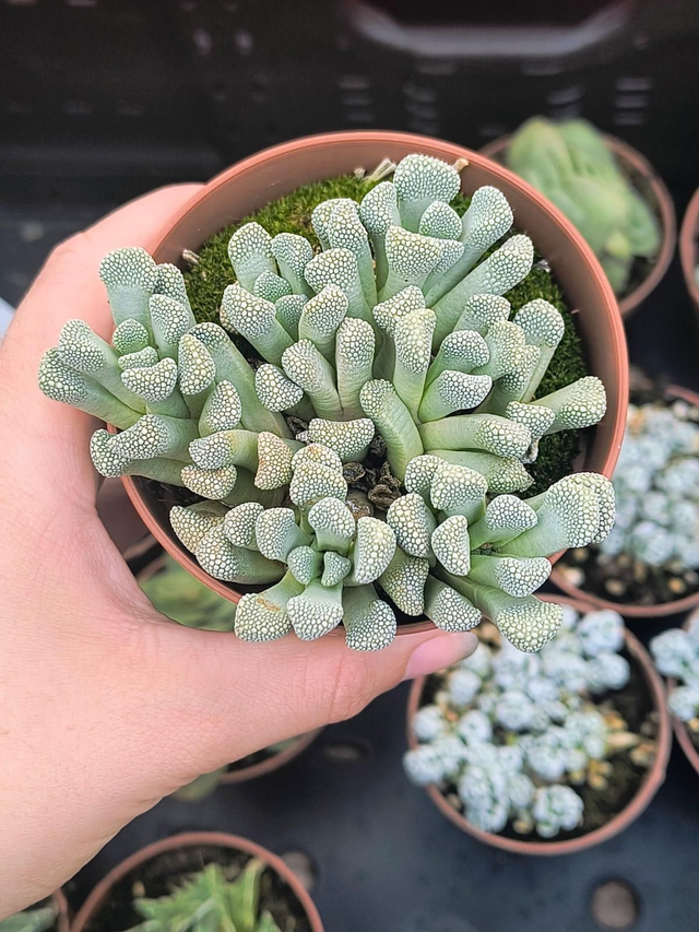 Titanopsis schwantesii 