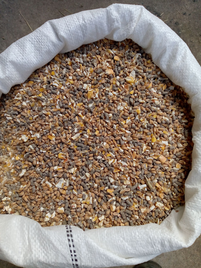 Mélange BMG spécial poules pondeuse