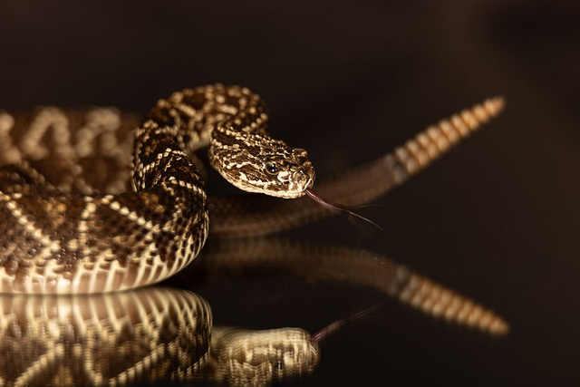 Klapperschlange - Querformat