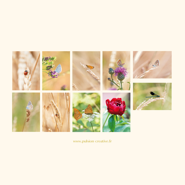 Ensemble de 10 cartes postales "nature"