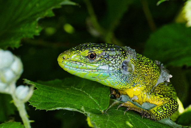 Lezard vert en pleine mue