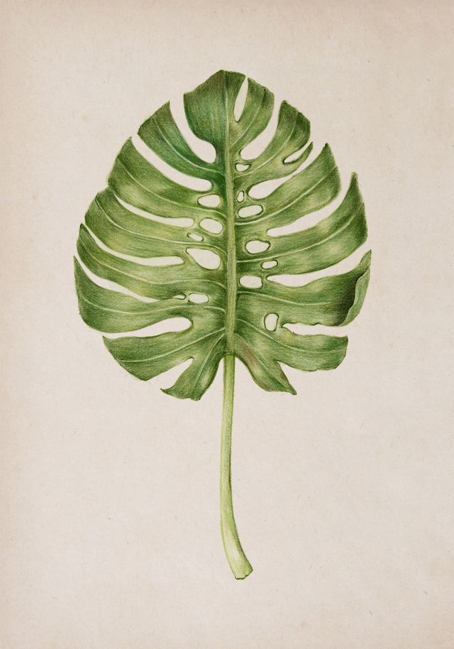 Monstera Leaf