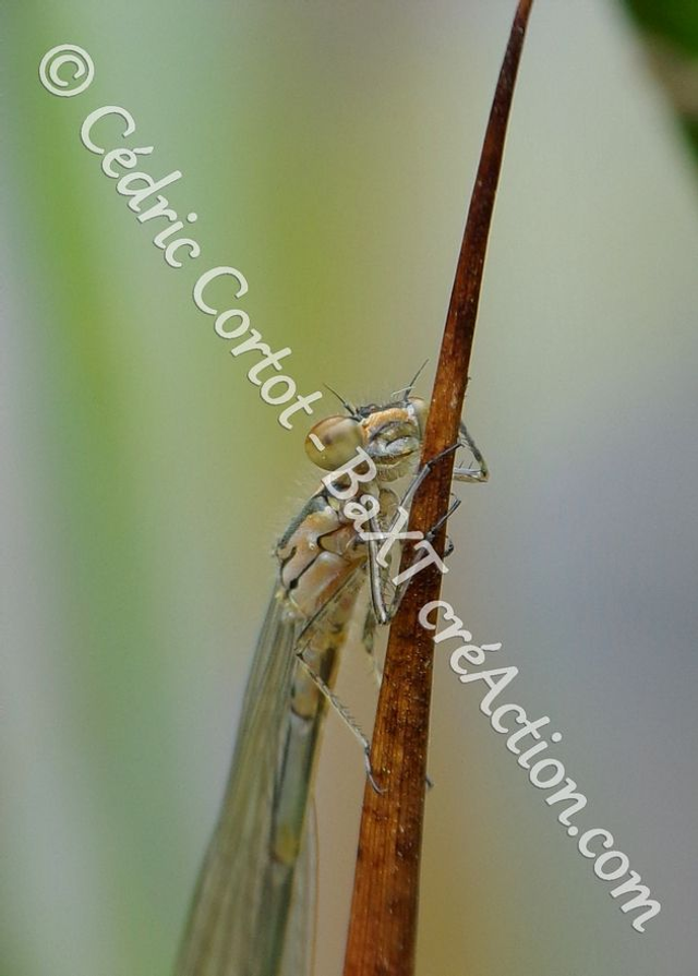 2 - Carte postale - Le petit monde du Vivant (Ref 100_1127)
